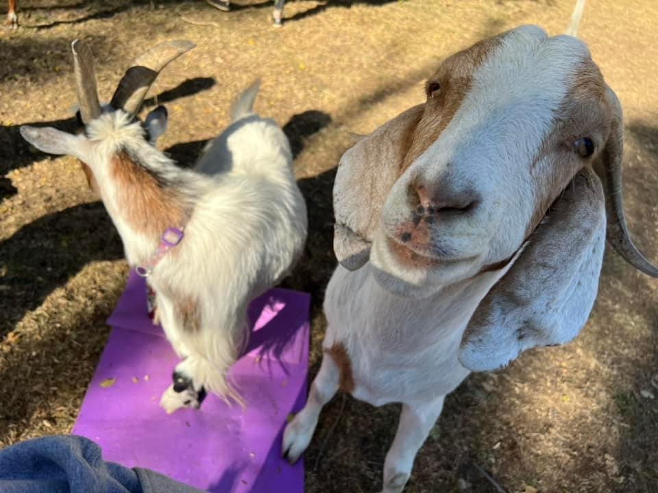 Shepherd’s Rest Goat and Sheep Rescue