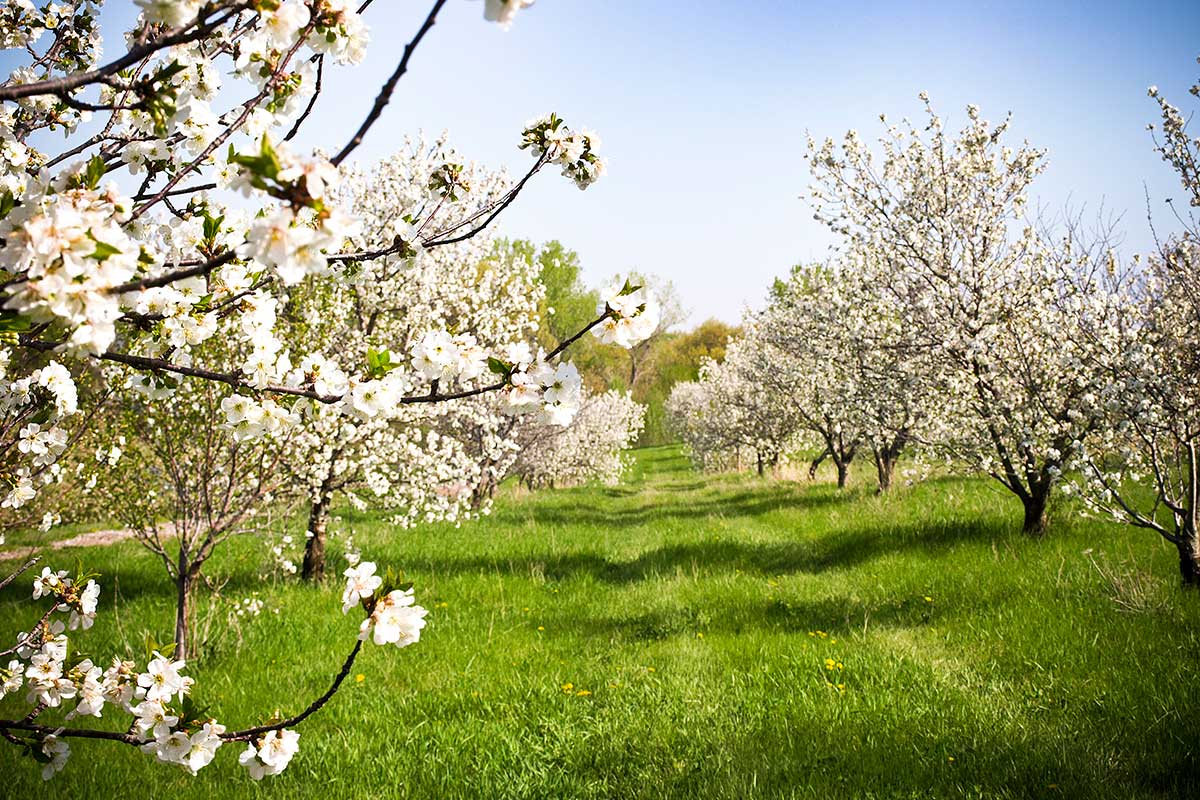 Apple Blossoms