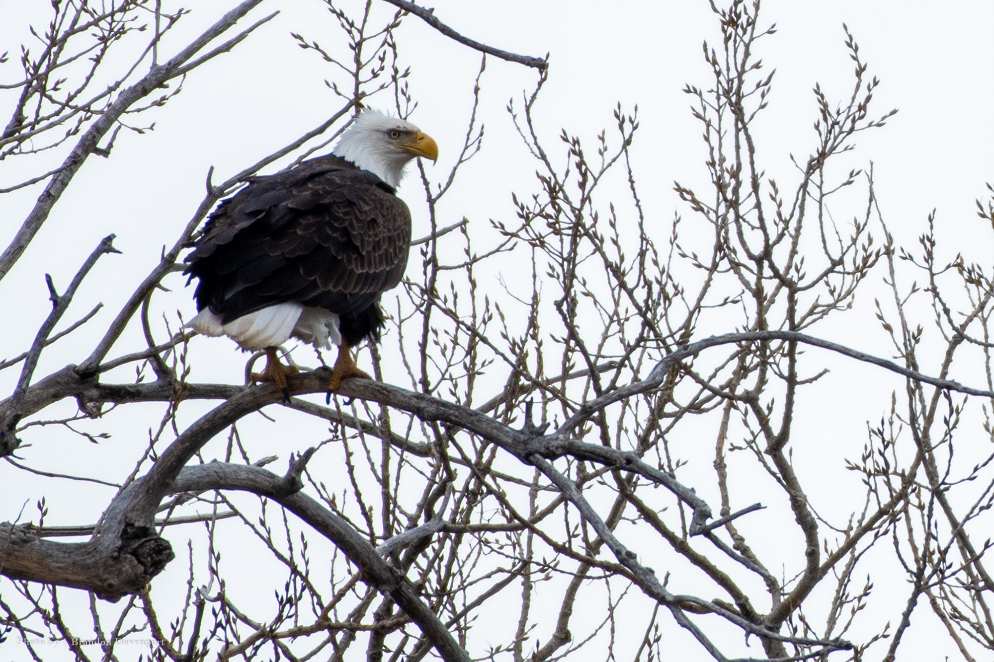 Bald Eagle in a tree in Northwest Nebraska.
