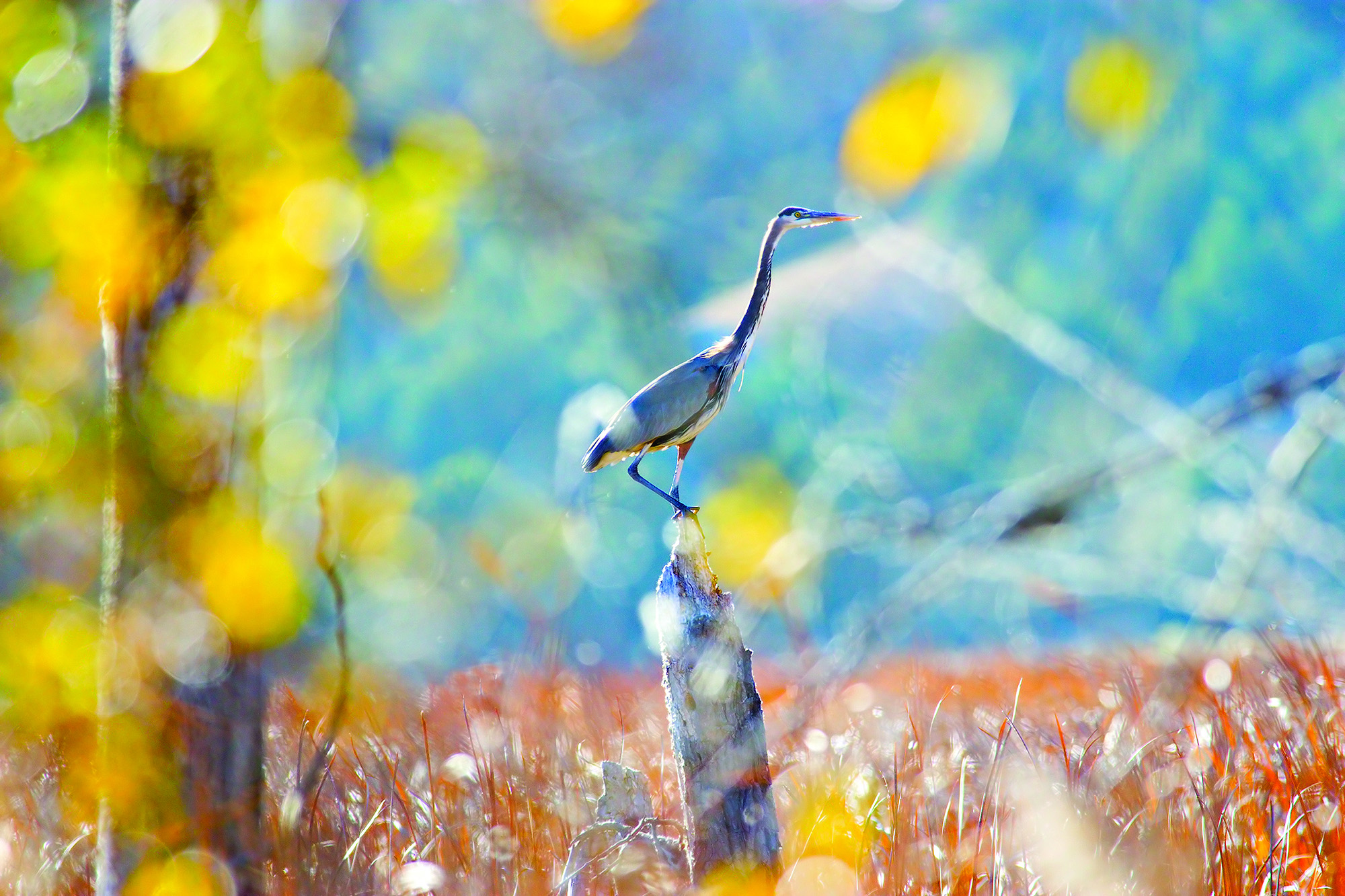 A great blue heron at Cottonwood Lake State Recreation Area.