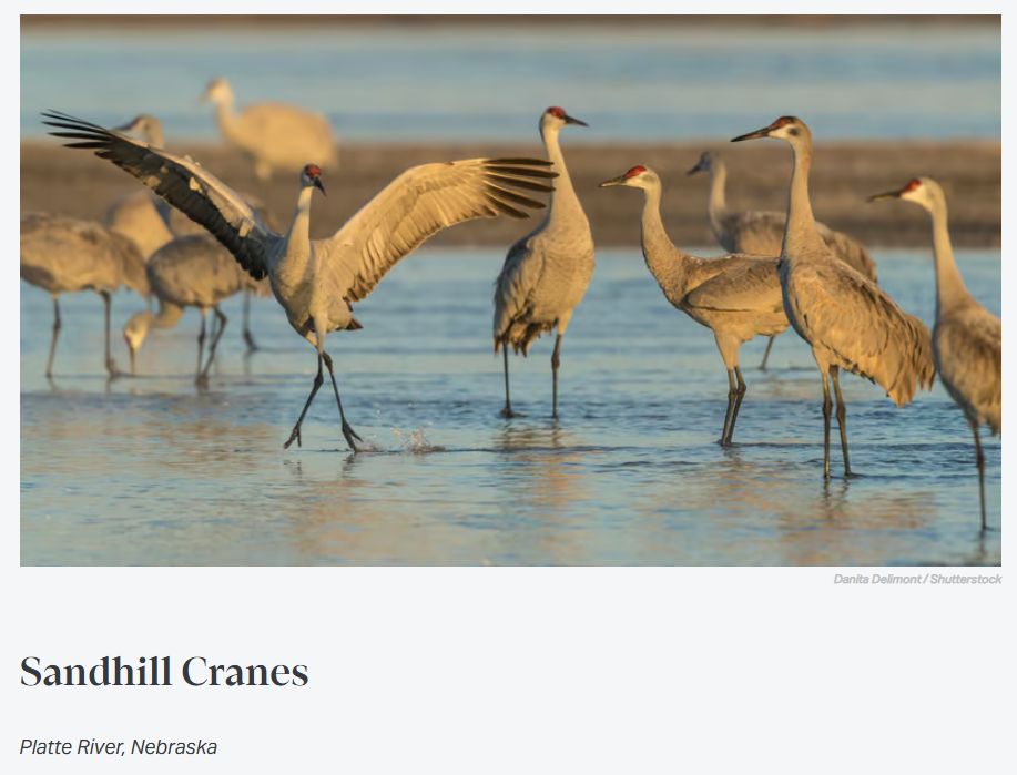 Sandhill cranes