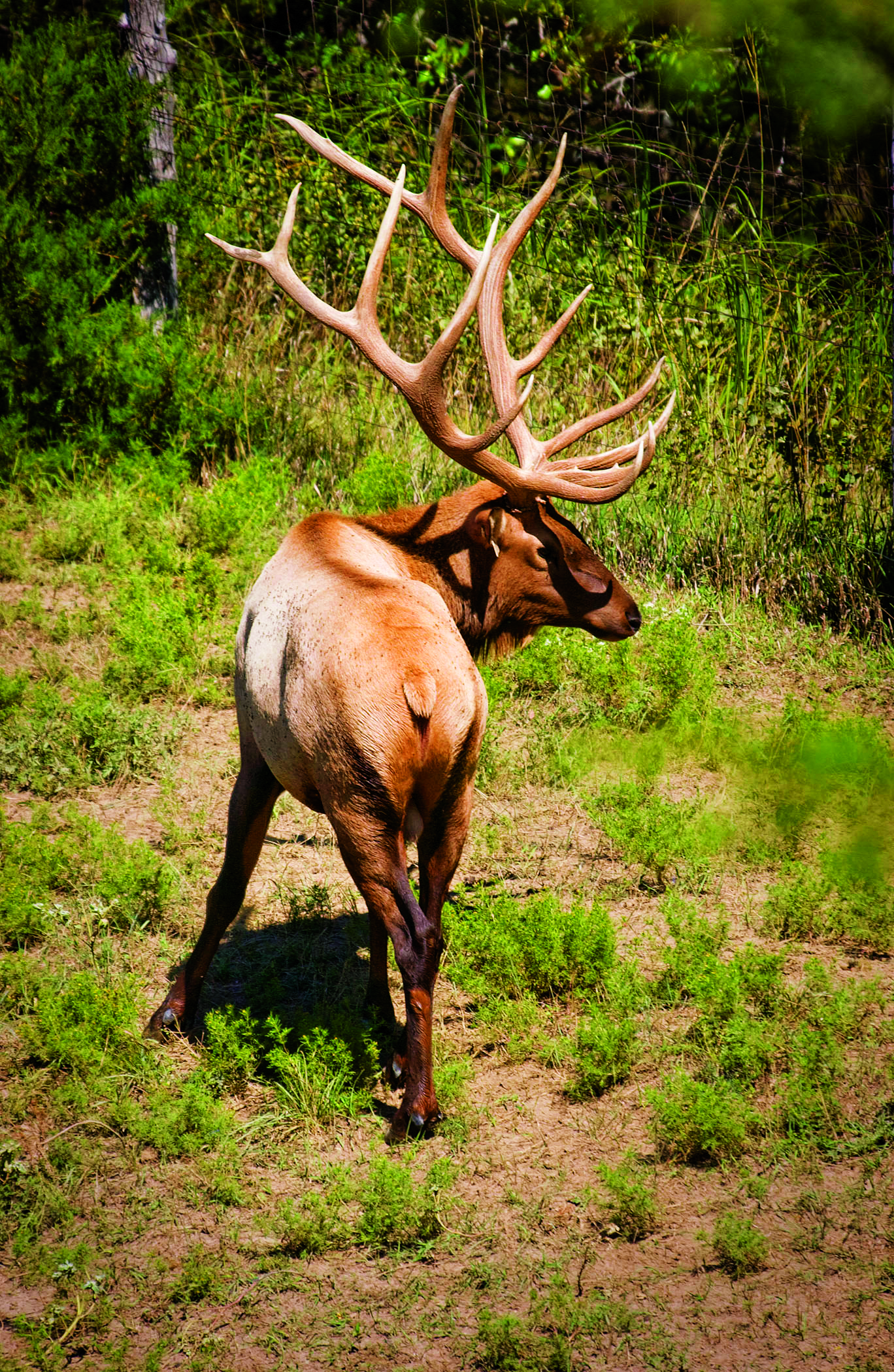 Kreycik Riverview Elk Ranch in Niobrara, Nebraska