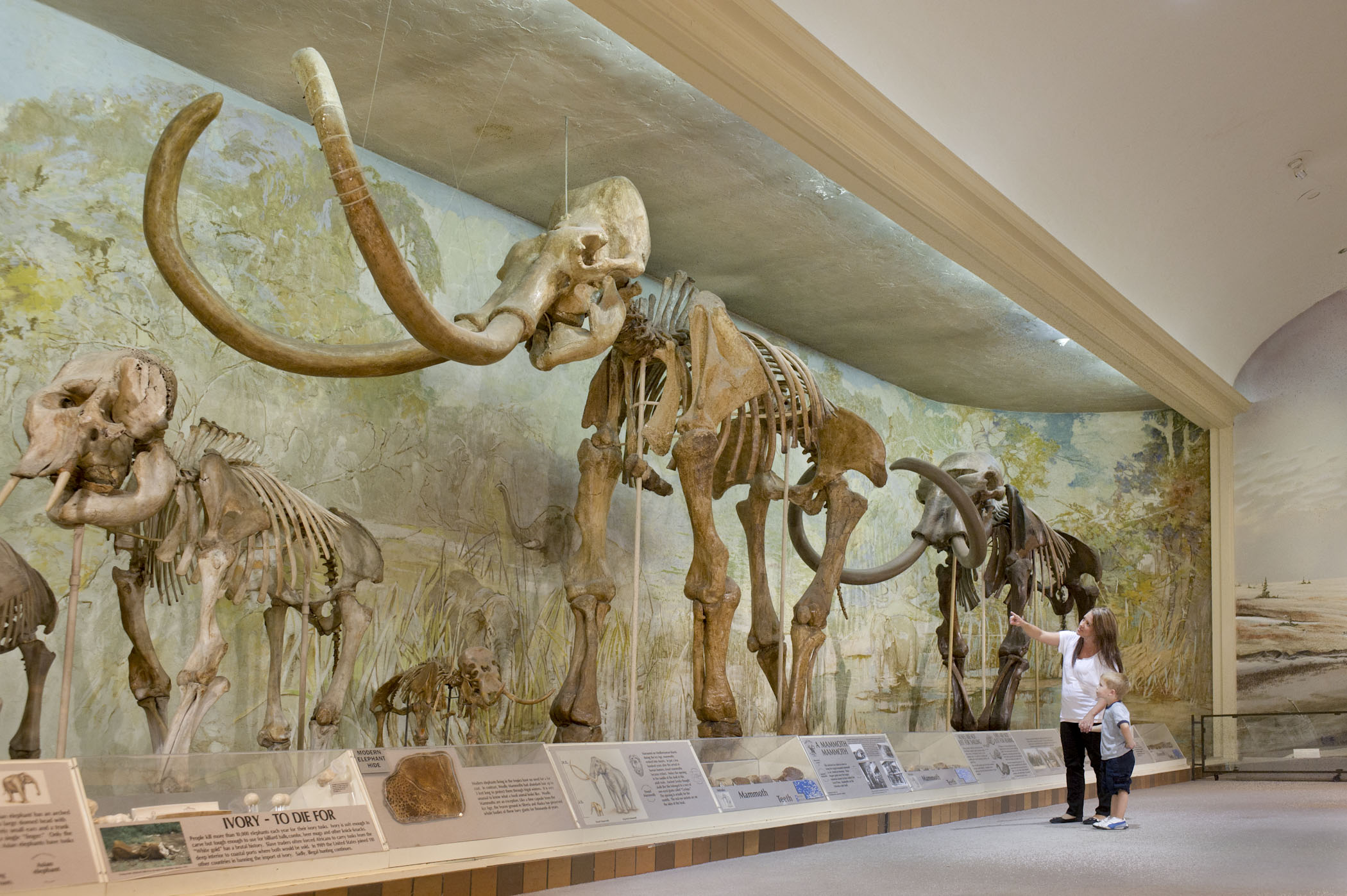 Museum of Natural History | Nebraska Tourism