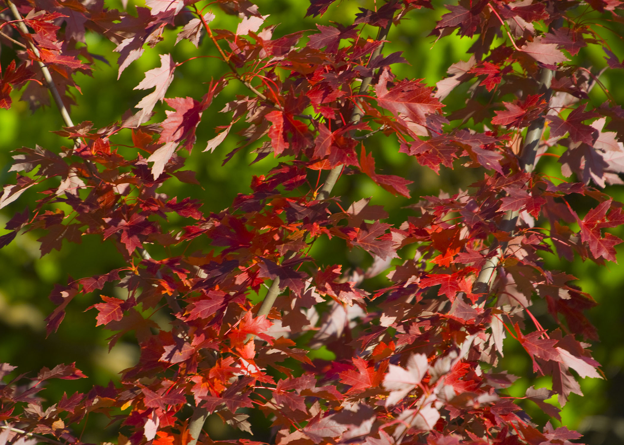 Fall foliage at Ponca State Park. | Rick Neibel/Nebraska Tourism