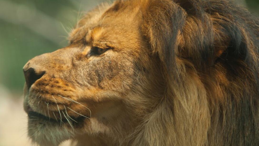 A lion stares out at it's surrounding at Riverside Discovery Center in Scottsbluff, NE.