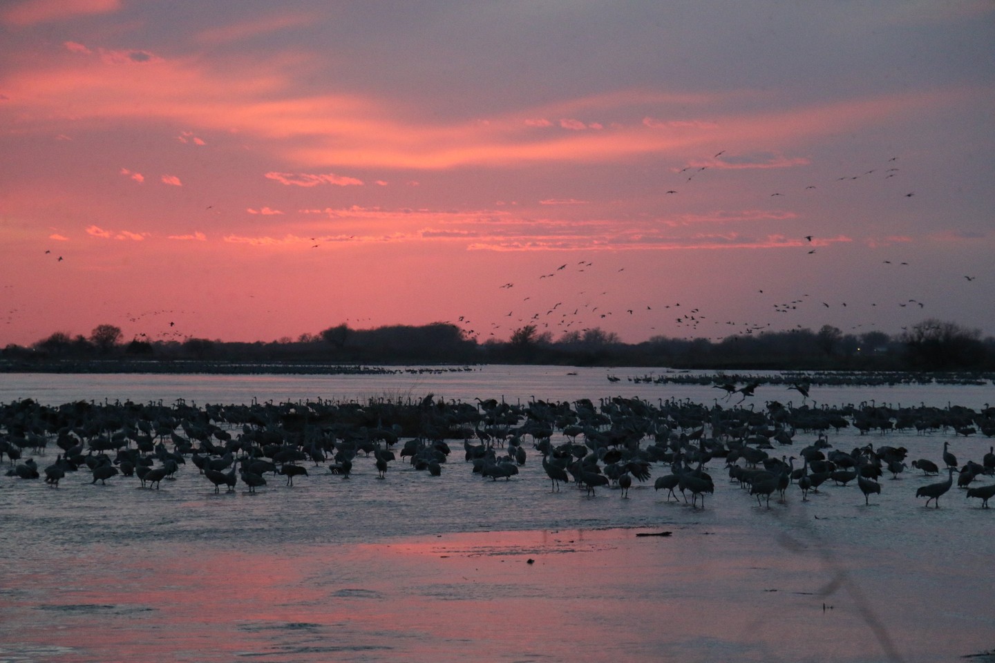 Sandhill cranes at Rowe Sanctuary
