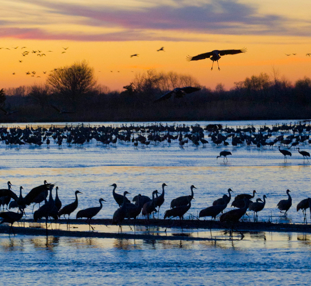 Experience Nebraska's sandhill crane migration