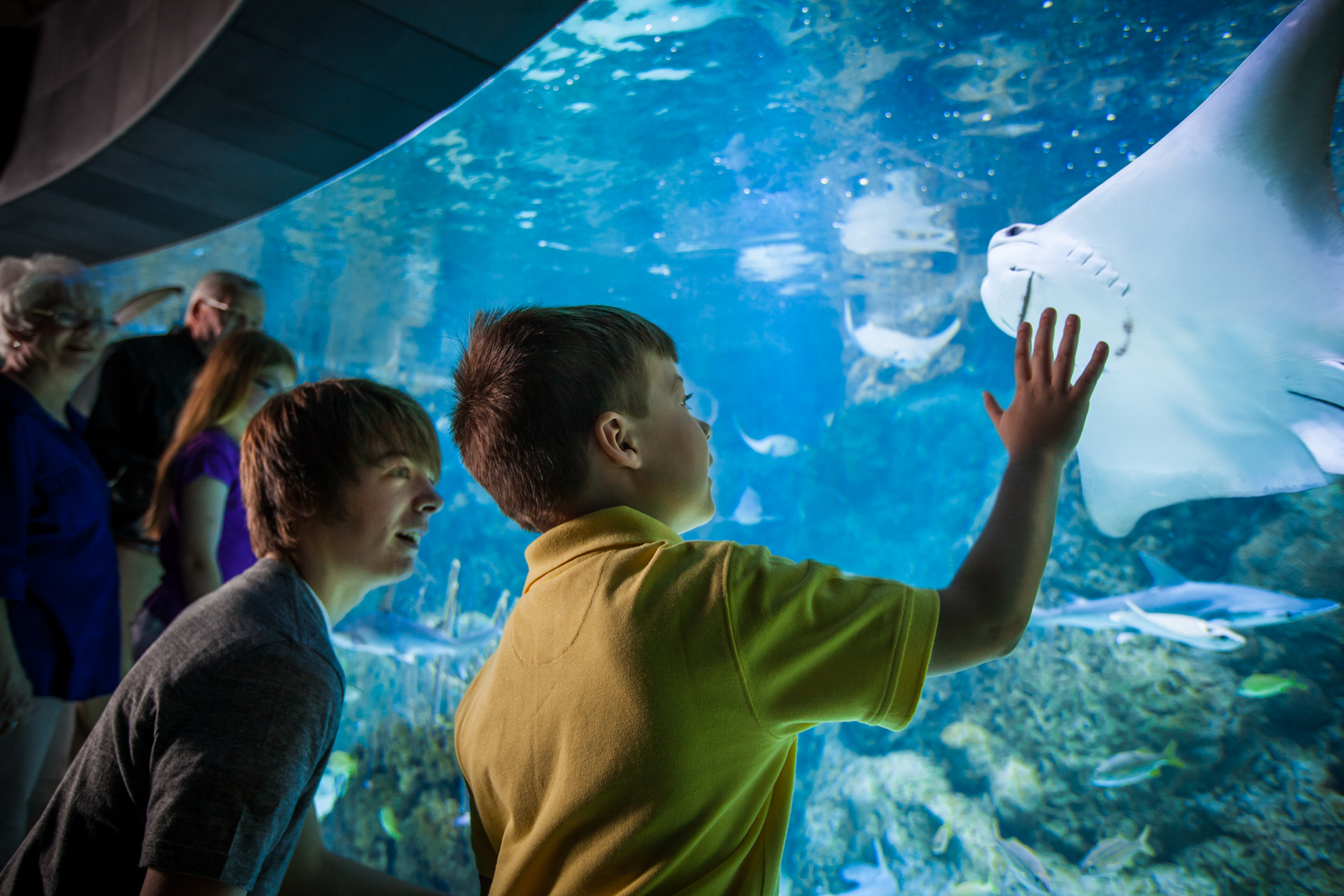 Suzanne and Walter Scott Aquarium | Justin Limoges & Lucas Marshall / Justin Limoges Photography