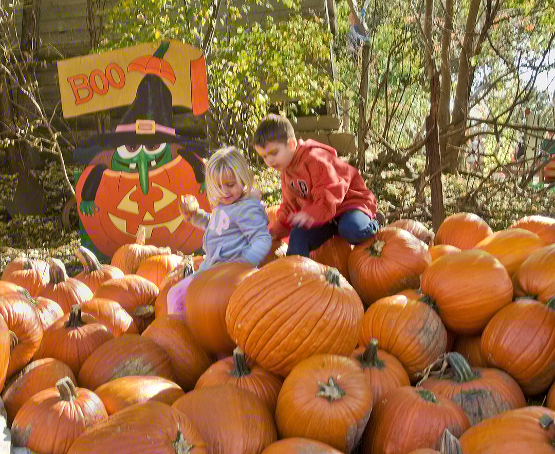 Children playing in a pile of pumpkins at Vala's Pumpkin Patch & Apple Orchard. | Rick Neibel