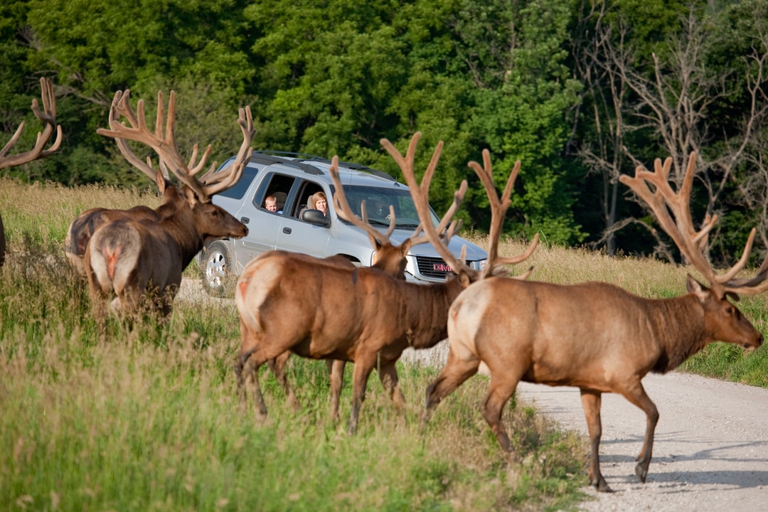 Wildlife Safari Park