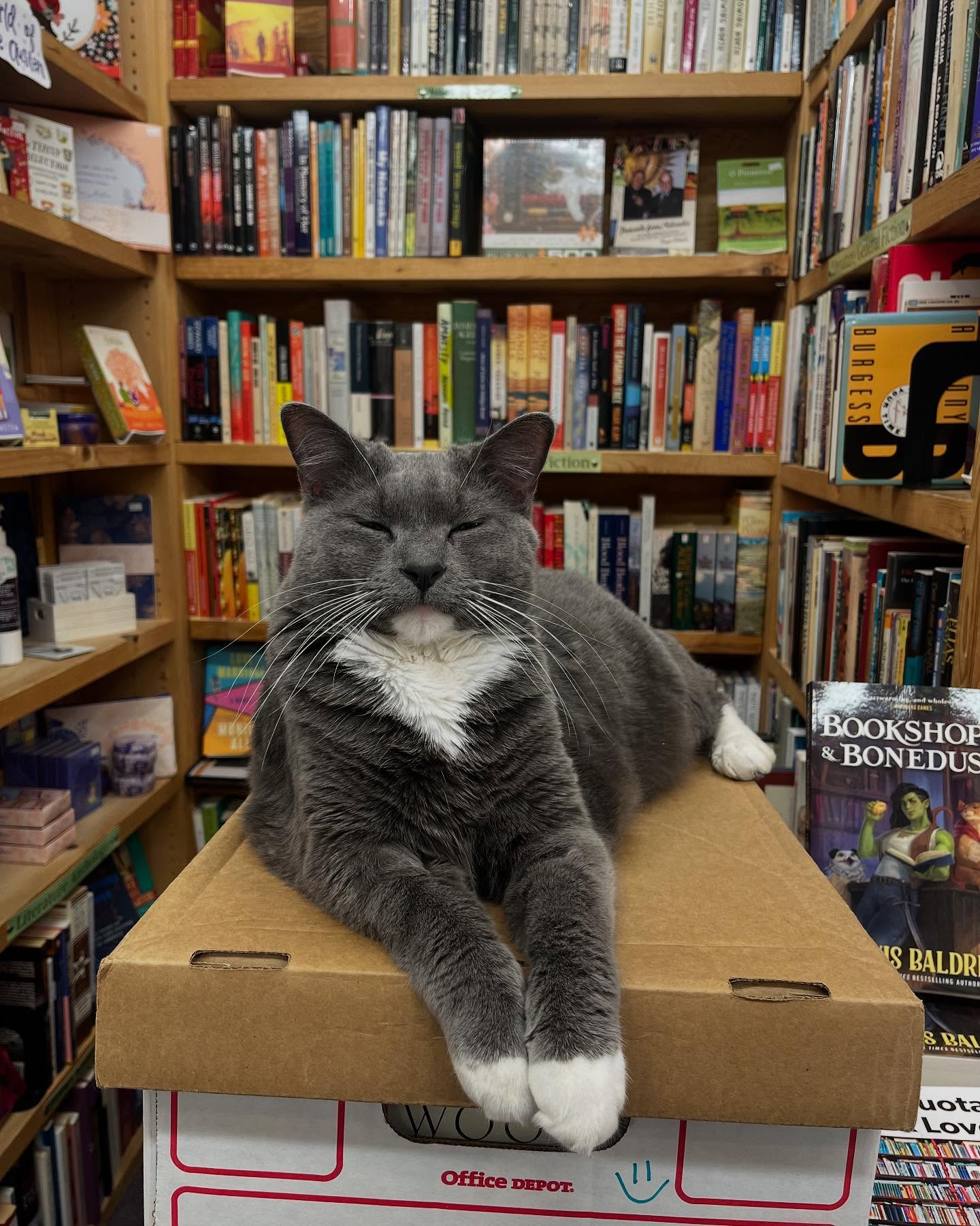cat sitting on box surrounded by books