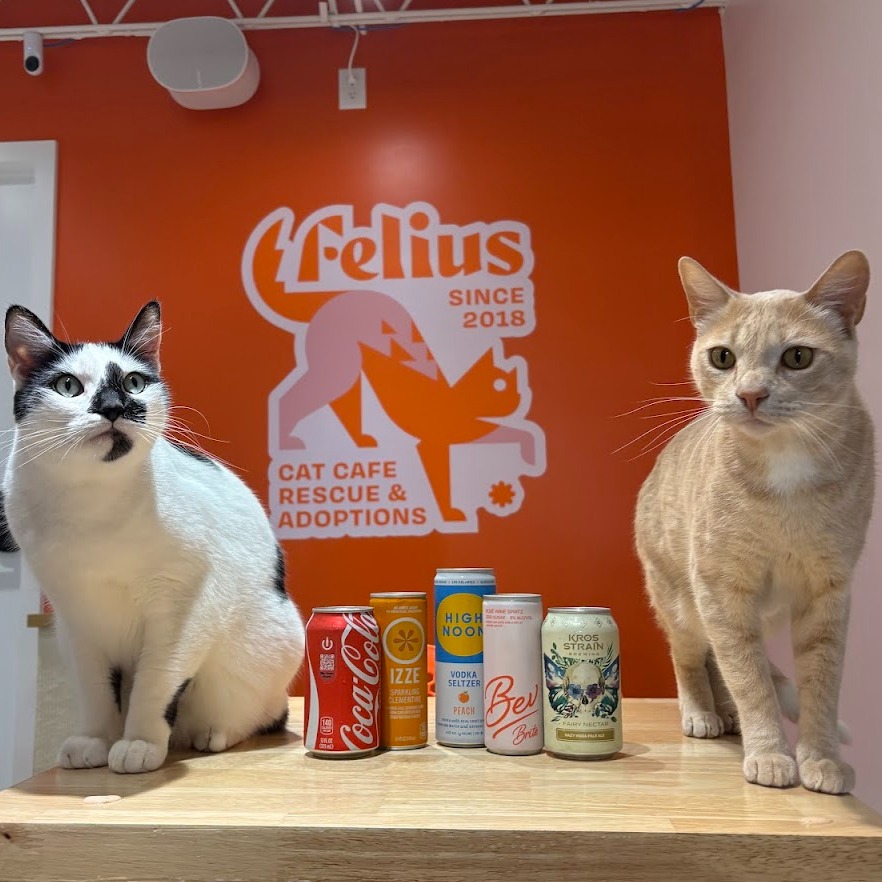 cats sitting on either sides of drinks- Felius Cat Cafe