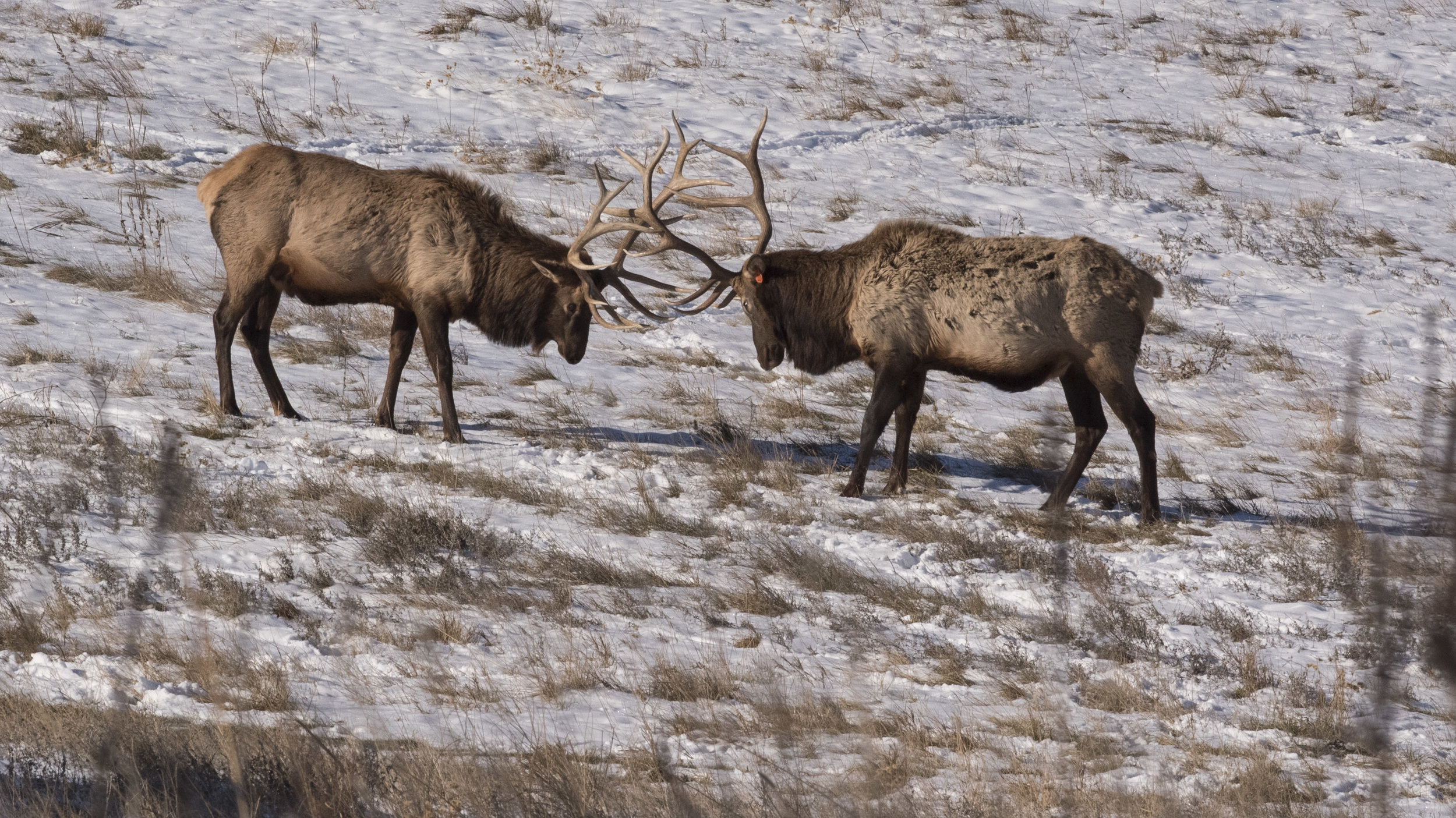 Wildlife at Heartland Elk Guest Ranch