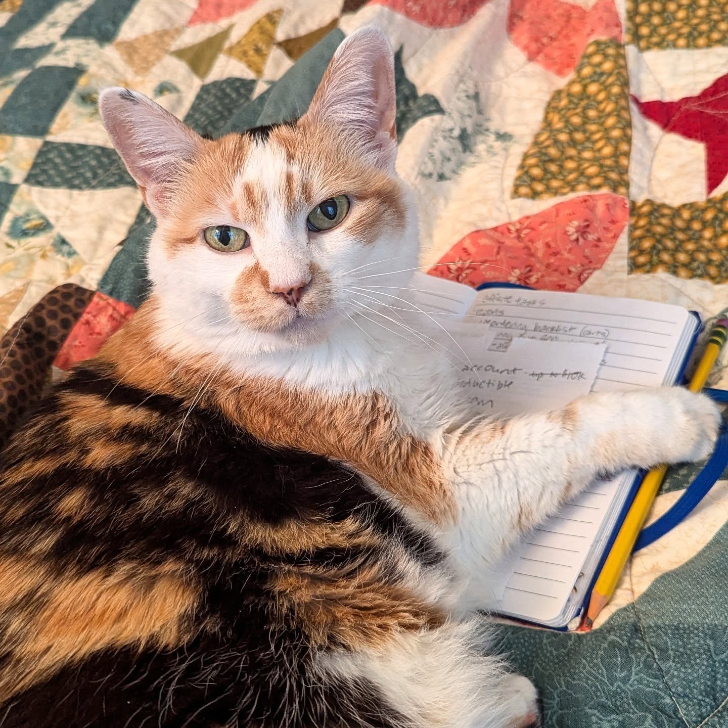 Cat laying on notebook- Sower Books