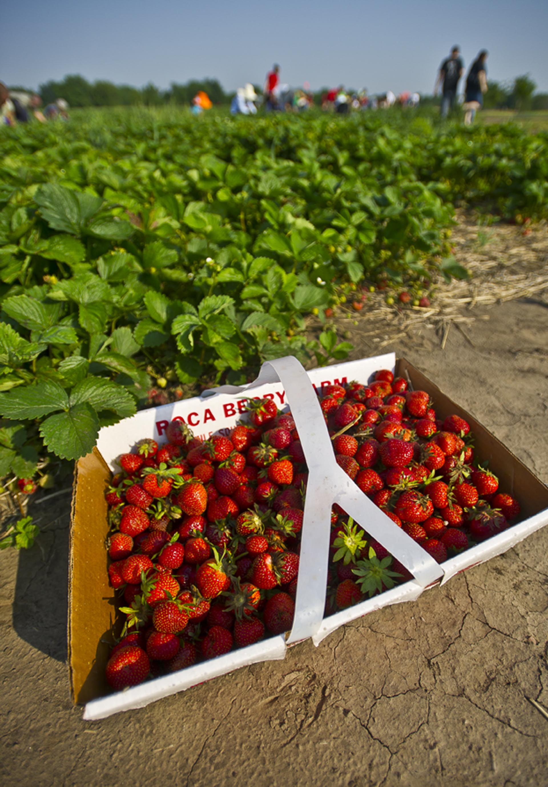 Roca Berry Farm (Roca) | VisitNebraska.com