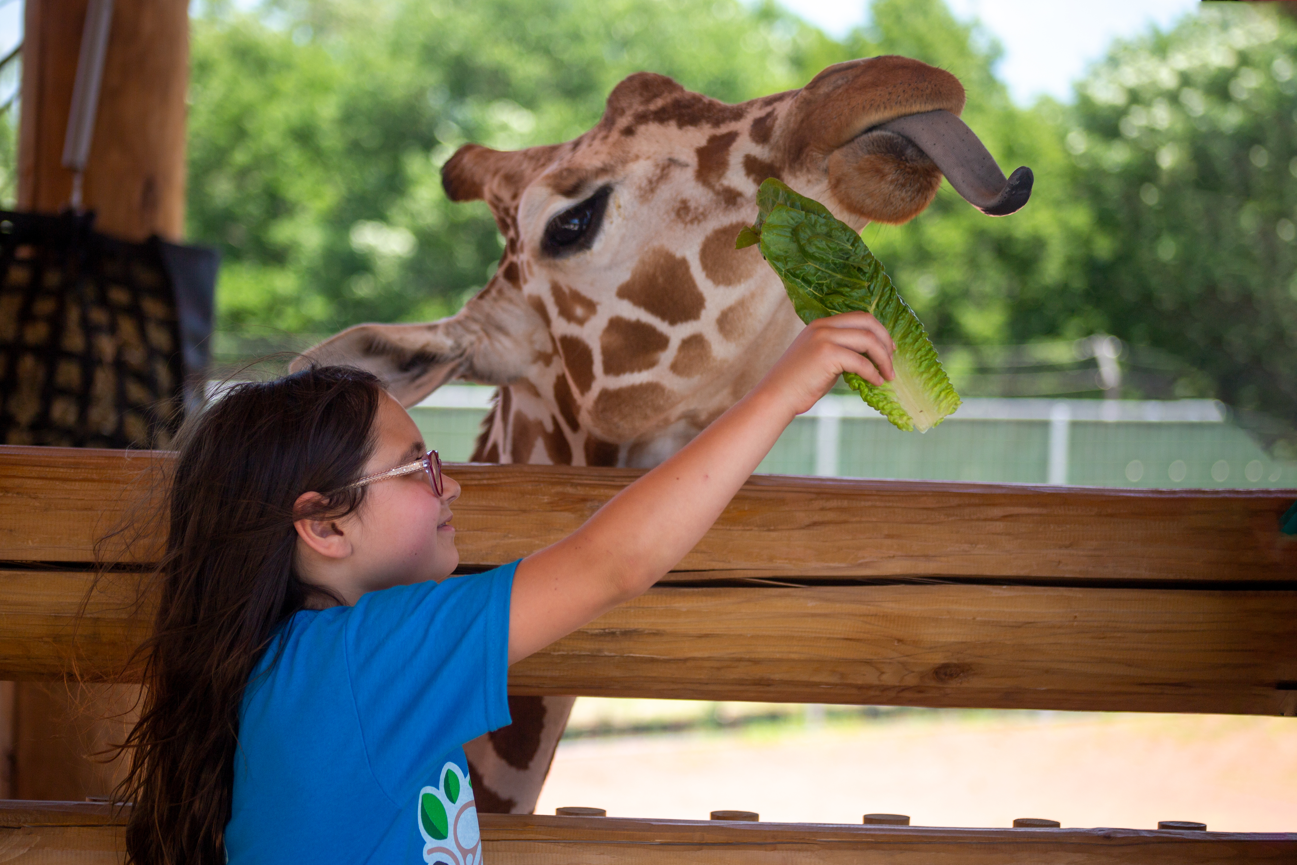 Visitor feeding a giraffe at Lincoln Children's Zoo in Lincoln, Nebraska