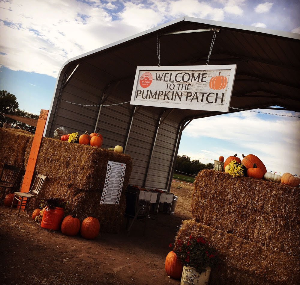 The Pumpkin Patch at BE Farm (Bayard)
