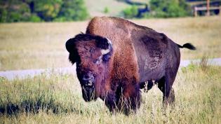 Bison at Fort Niobrara National Wildlife Refuge.