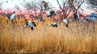 Sandhill cranes migrating over central Nebraska