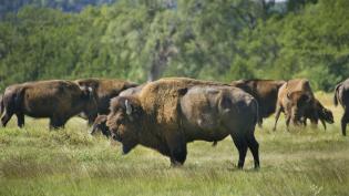 Fort Niobrara National Wildlife Refuge in Valentine, NE