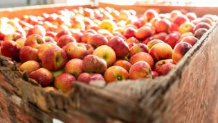 A container of freshly picked apples.