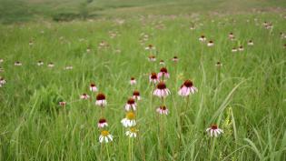Spring Creek Prairie Audubon Center