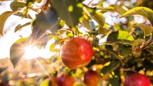 An apple tree with sunlight shining through the leaves at Arbor Day Farm.