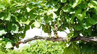 Prairie Creek Vineyard & Winery