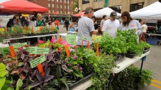 Plants and herbs on display for sale at the Haymarket Farmers Market in Lincoln, Nebraska