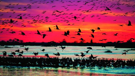 Sandhill cranes and other birds in Kearney, Nebraska