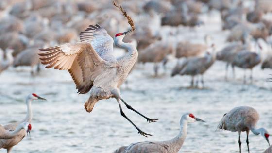 Sandhill cranes at Nebraska's Rowe Sanctuary