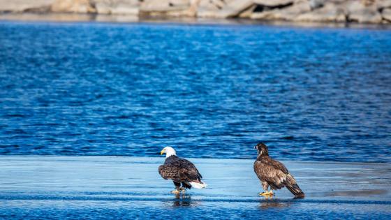 Eagles