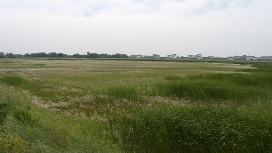 Whitehead Saline Wetland