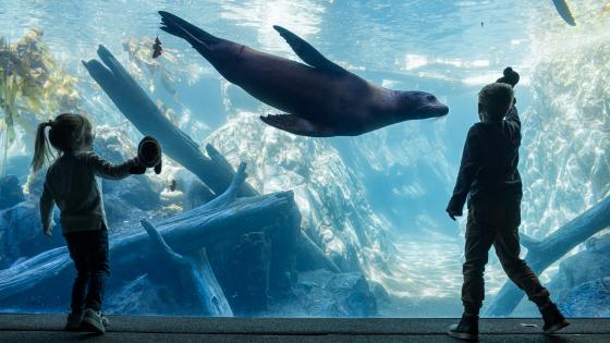 Owen Sea Lion Shores at Omaha's Henry Doorly Zoo and Aquarium