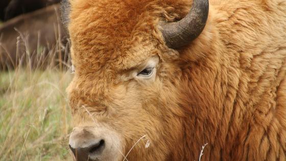 Largest color variation of Bison in the world!  Brown, Copper, White and pure black!