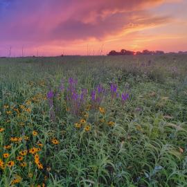 Beautiful sunset with a field of wildflowers.