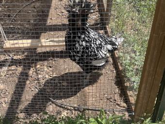 IMG_5385.jpeg IMG_5385.jpeg