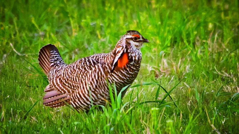 Prairie chickens at Burwell, Nebraska's Prairie Chicken Festival.
