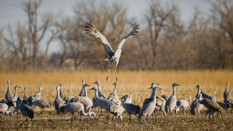 Sandhill crane migration over Nebraska