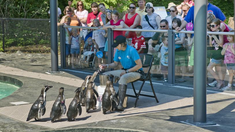 Penguins at Nebraska's Lincoln Children's Zoo