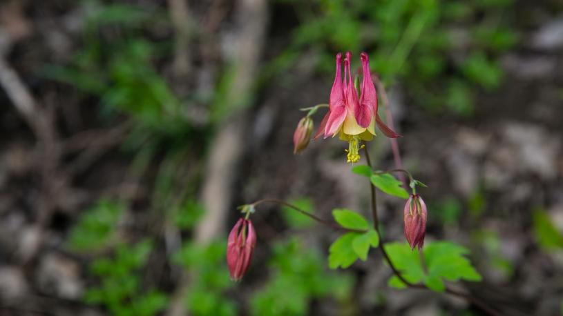 Wild Columbine at Indian Cave State Park