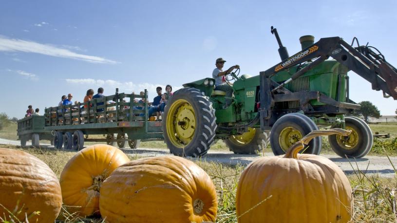 The Great Pumpkin Patch at Bellevue Berry Farm