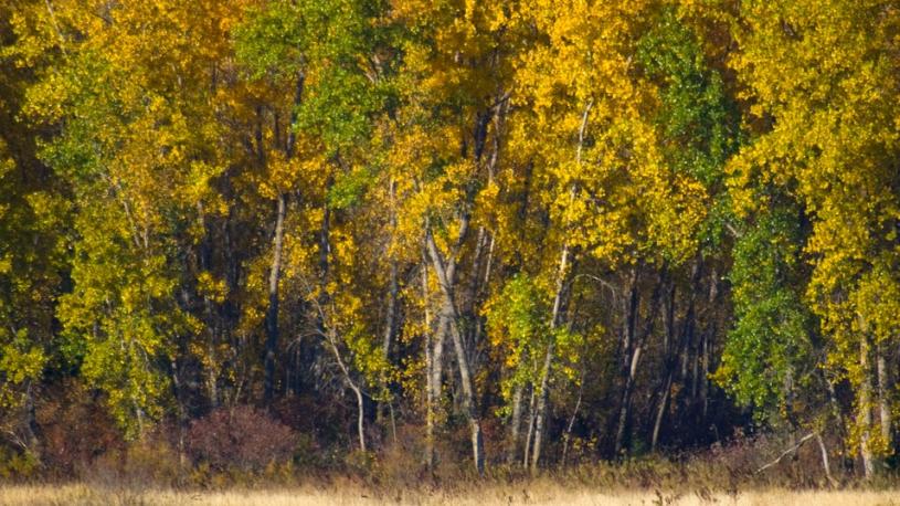 Fall foliage with water in the foreground at Ponca State Park.