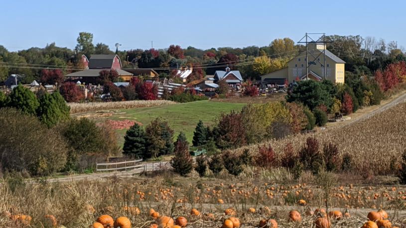 Pumpkins with a barn in that background at Vala's Pumpkin Patch.