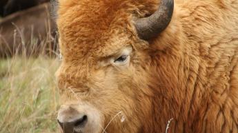 Largest color variation of Bison in the world!  Brown, Copper, White and pure black!