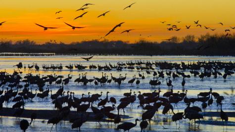 Sandhill Crane Migration