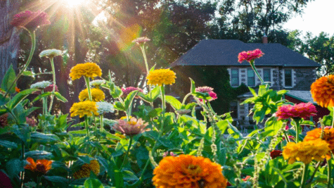 Simpler Thymes Flower Farm