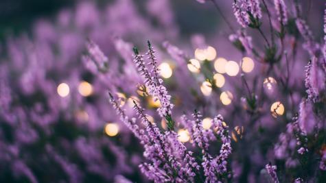 Lavender