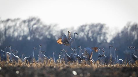 Sandhill Cranes