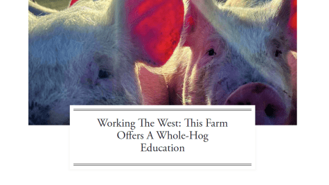the hog yard